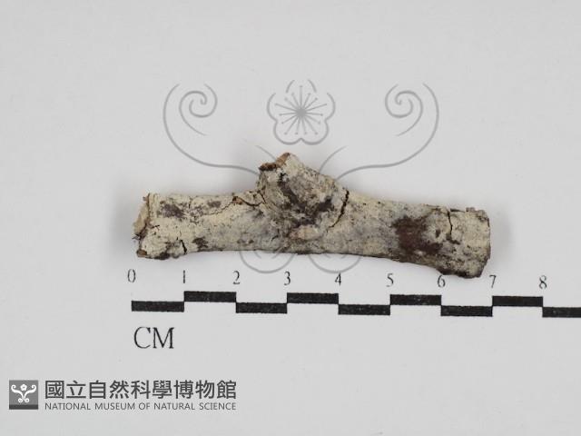 絲齒菌屬藏品圖，第1張