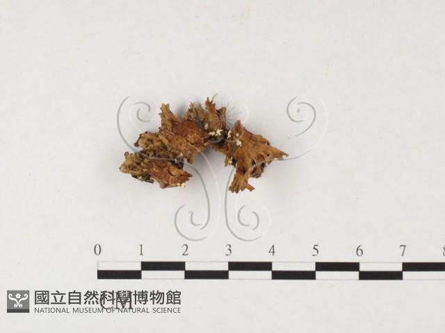 韌革菌屬藏品圖，第1張