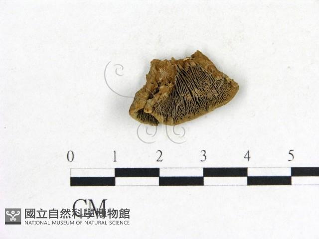 登錄號:F0006846藏品圖，第1張