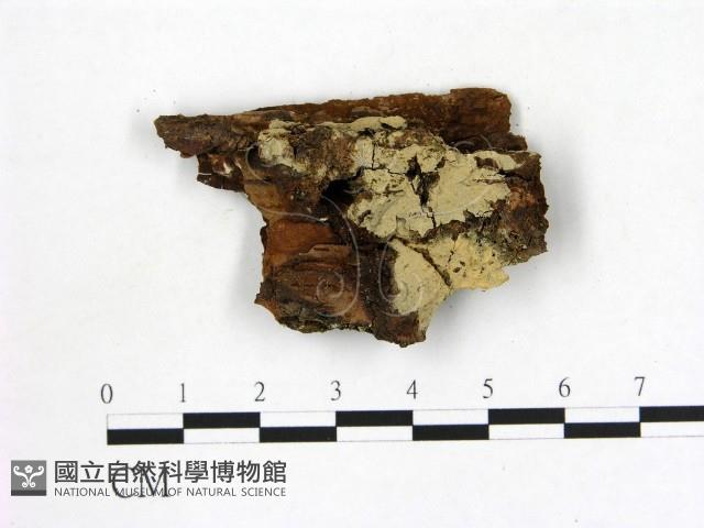 登錄號:F0016846藏品圖，第1張