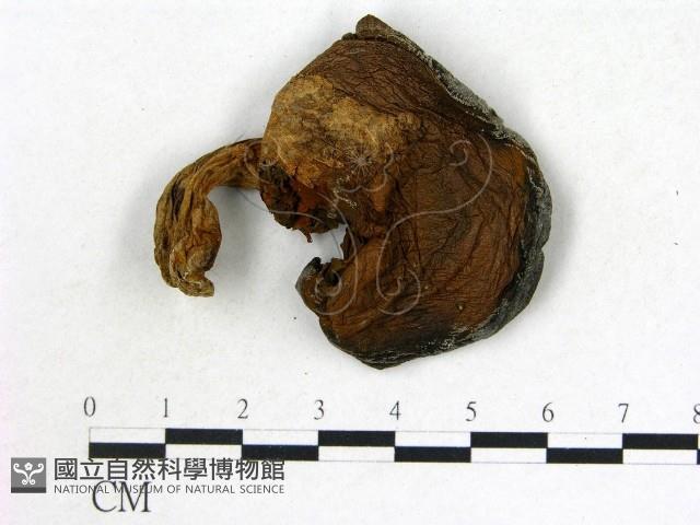 登錄號:F0021846藏品圖，第1張