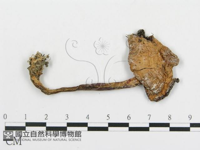 傘菌屬藏品圖，第1張