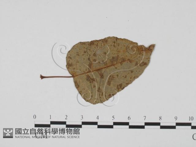 登錄號:F0011846藏品圖，第1張