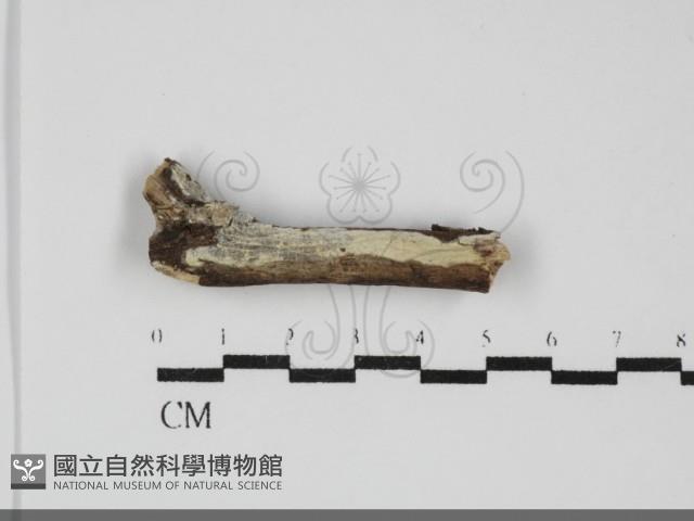 登錄號:F0031846藏品圖，第1張