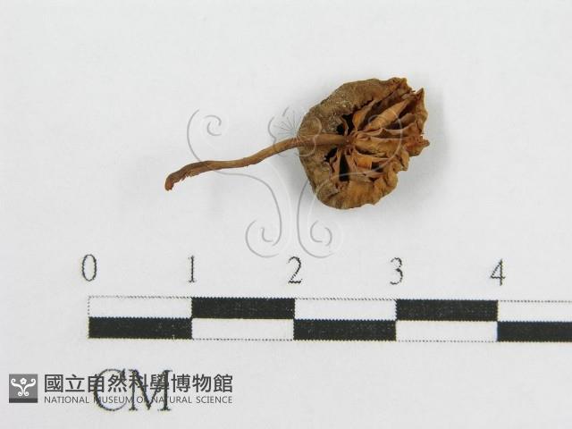 微皮傘屬藏品圖，第1張