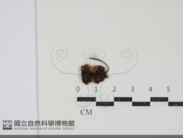 登錄號:F0034846藏品圖，第1張