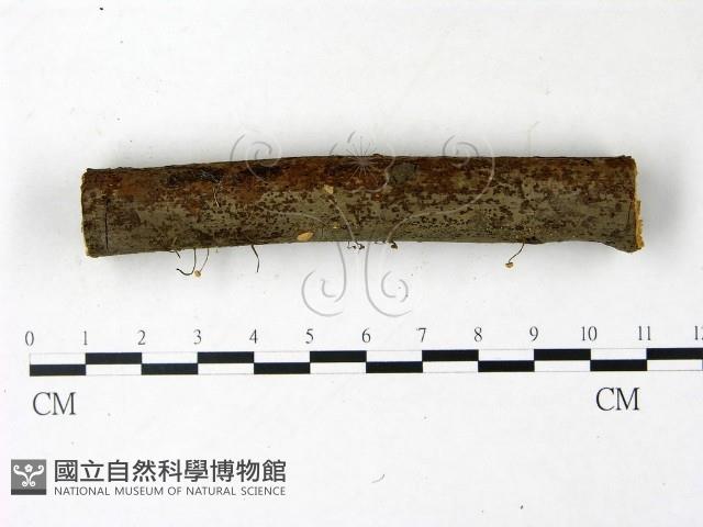 登錄號:F0022846藏品圖，第1張