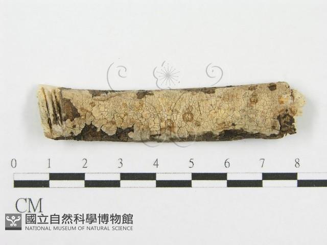 筍殼菌屬藏品圖，第1張