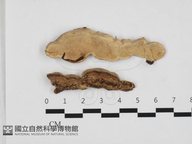 登錄號:F0032846藏品圖，第1張