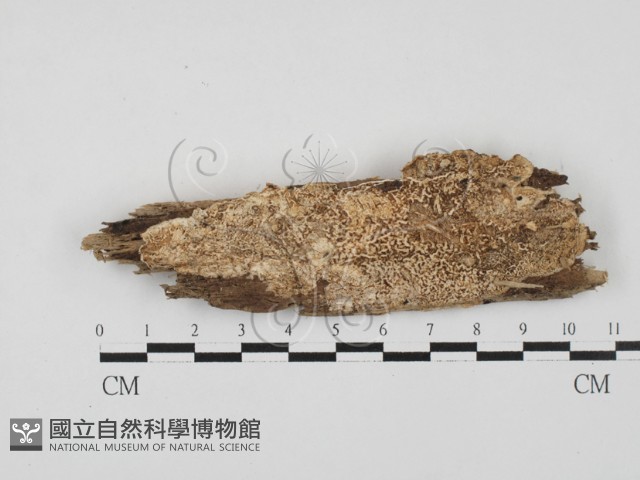 登錄號:F0027846藏品圖，第1張