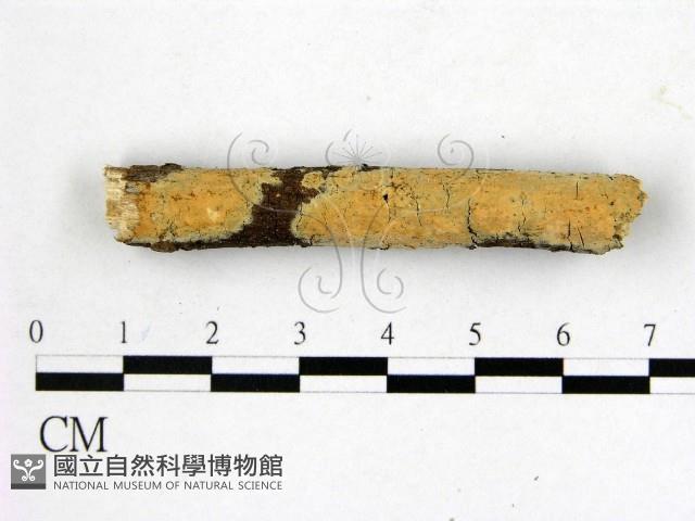 顯絲菌屬藏品圖，第1張