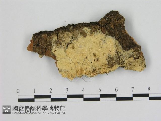 登錄號:F0005846藏品圖，第1張