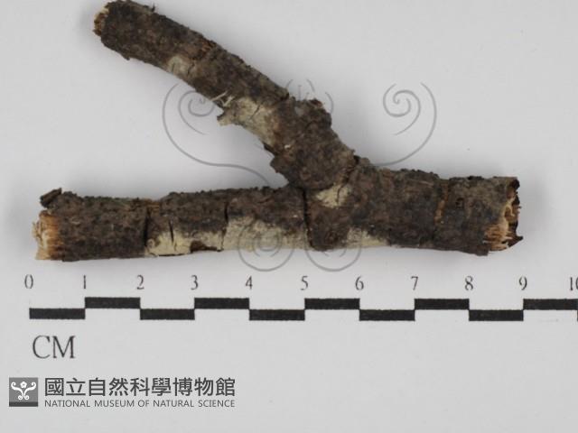 登錄號:F0029846藏品圖，第1張
