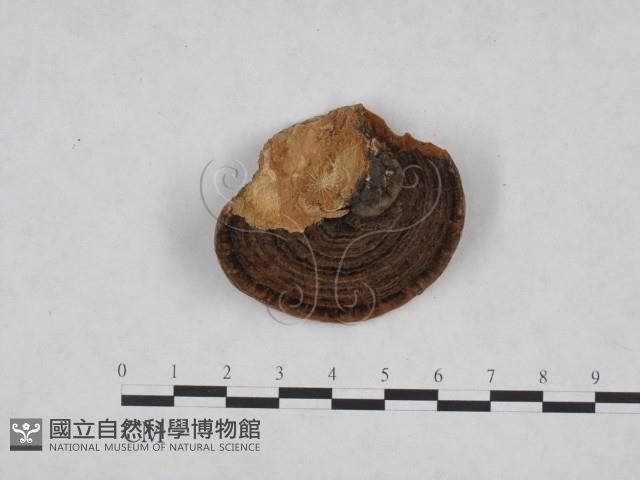 登錄號:F0023846藏品圖，第1張