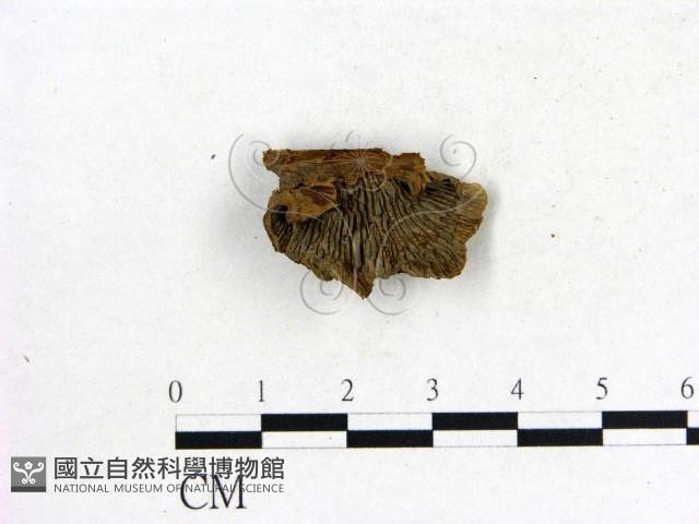 登錄號:F0013846藏品圖，第1張