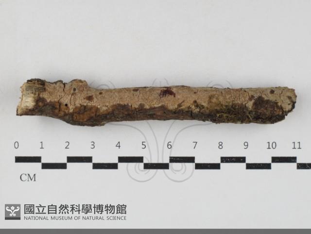 登錄號:F0033846藏品圖，第1張