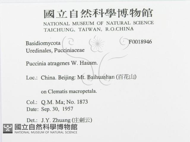 登錄號:F0018946藏品圖，第3張