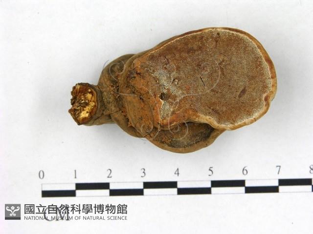 登錄號:F0020946藏品圖，第1張