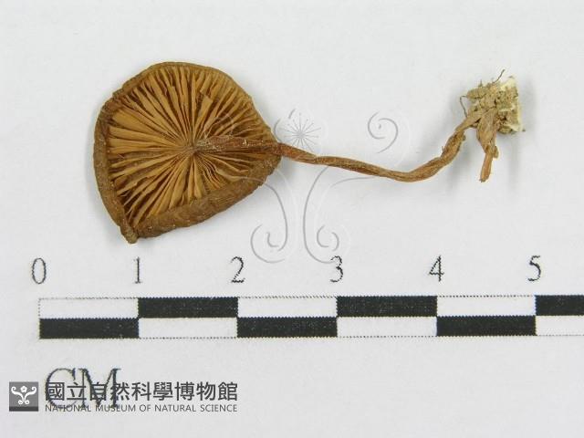 粉褶菌屬藏品圖，第1張