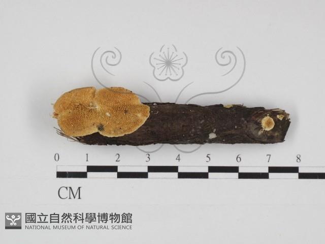 登錄號:F0030946藏品圖，第1張