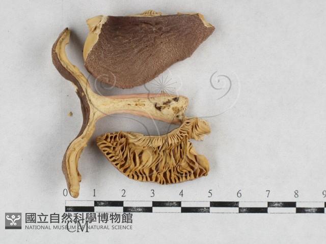 登錄號:F0026946藏品圖，第1張