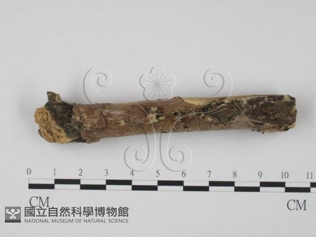 登錄號:F0016946藏品圖，第1張