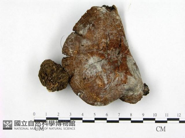登錄號:F0021946藏品圖，第1張