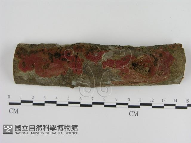 刺革菌屬藏品圖，第1張
