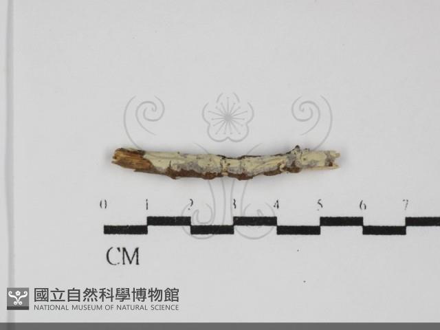 顯絲菌屬藏品圖，第1張