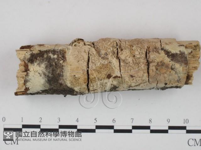 登錄號:F0002946藏品圖，第1張