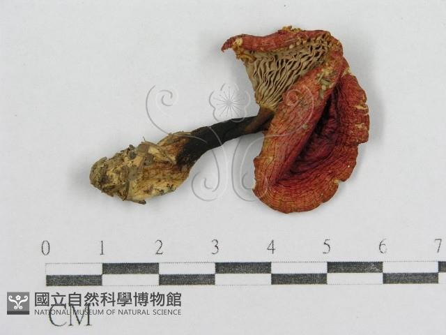 紅菇屬藏品圖，第1張