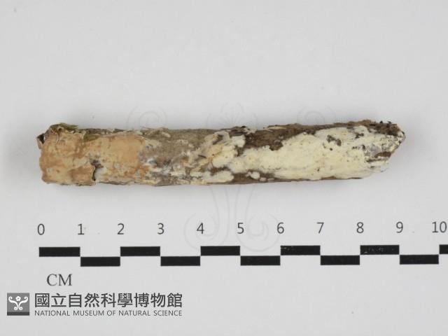 登錄號:F0032946藏品圖，第1張