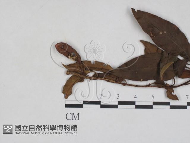 登錄號:F0027946藏品圖，第1張