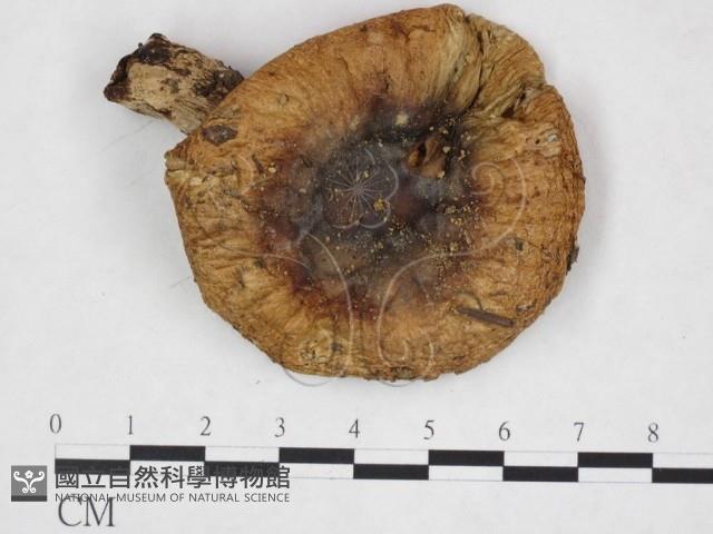 登錄號:F0025946藏品圖，第1張