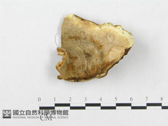 登錄號:F0005946藏品圖，第1張