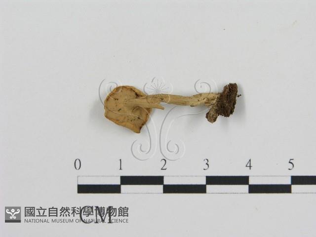 登錄號:F0015946藏品圖，第1張