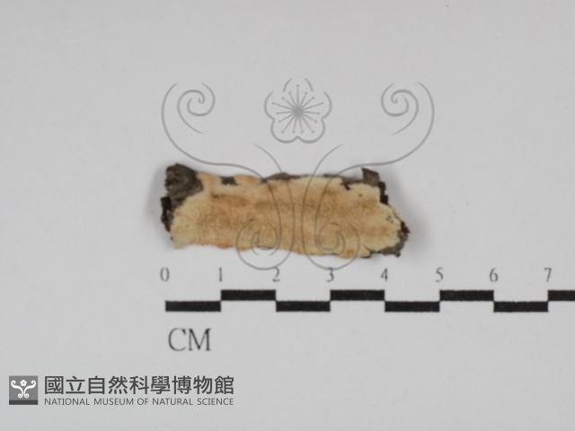 登錄號:F0029946藏品圖，第1張