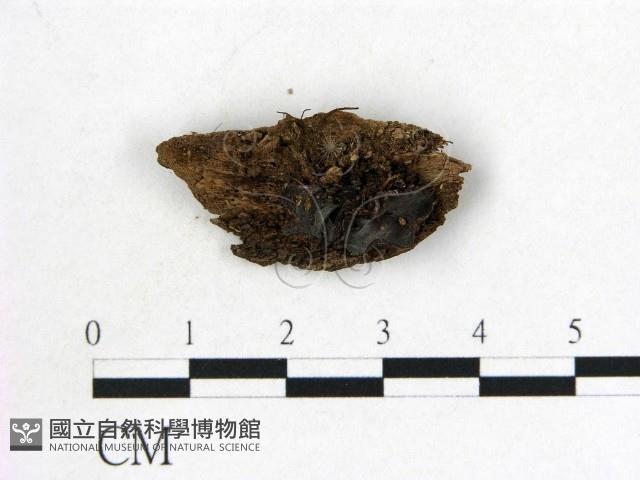 登錄號:F0009946藏品圖，第1張