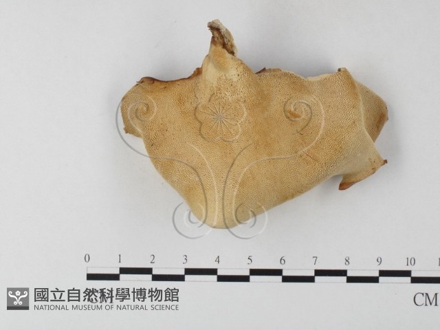 多孔菌屬藏品圖，第1張
