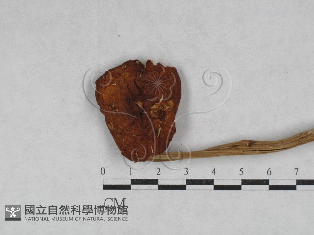 小皮傘屬藏品圖，第1張