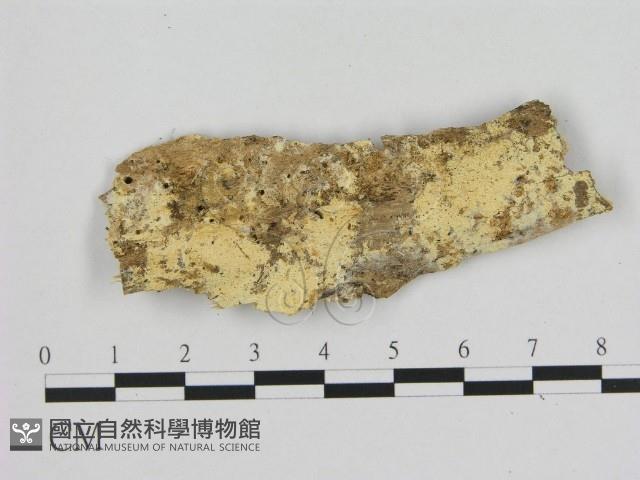 寡孔菌屬藏品圖，第1張