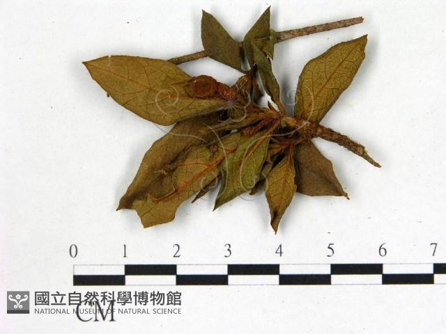 登錄號:F0020646藏品圖，第1張