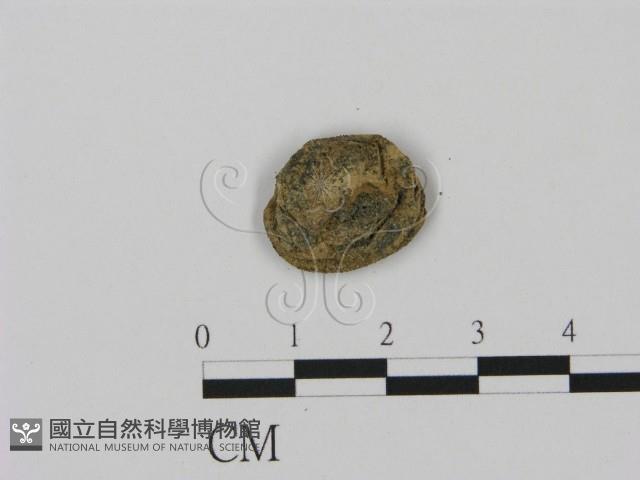 登錄號:F0000646藏品圖，第1張