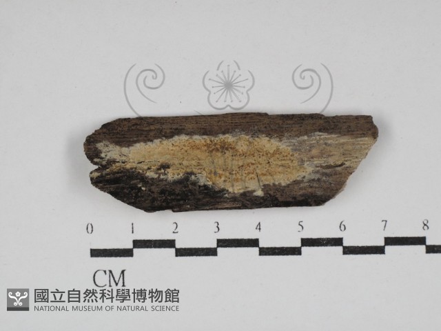 射脈菌屬藏品圖，第1張