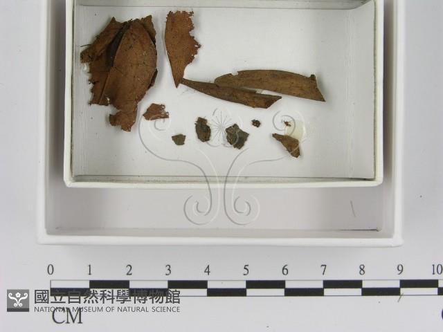 登錄號:F0021646藏品圖，第1張