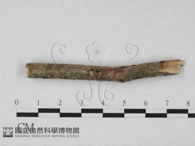 登錄號:F0011646藏品圖，第1張