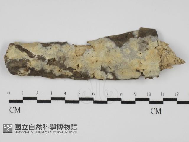登錄號:F0031646藏品圖，第1張
