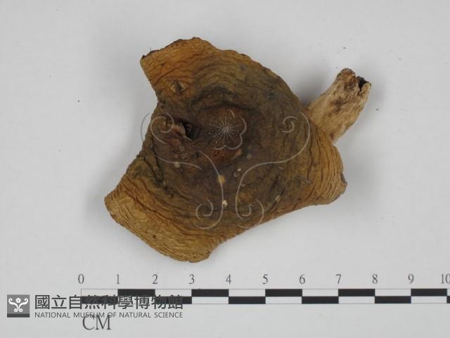 登錄號:F0024646藏品圖，第1張