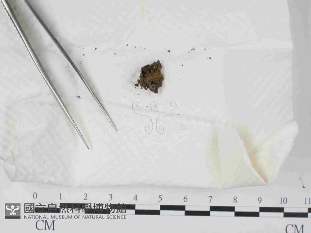 登錄號:F0014646藏品圖，第1張
