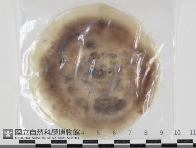 登錄號:F0034646藏品圖，第1張